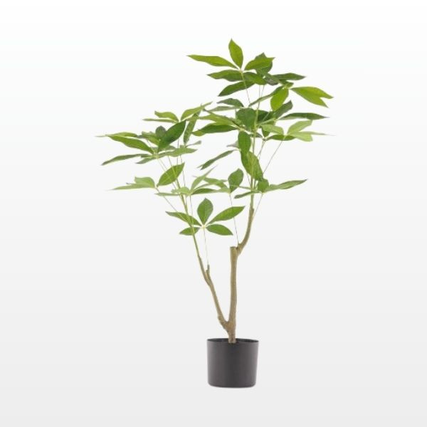 Pachira - Geldboom in pot